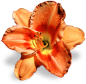 flower_orange_lily emote