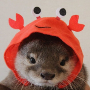 miniturtlee avatar