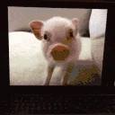 hello emote