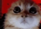 Ragey emote