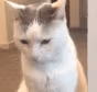 catinono emote
