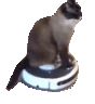 roombacat emote