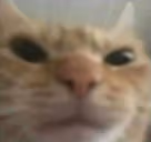 GoLiveRn emote