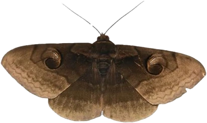 darkbrownmoth emote