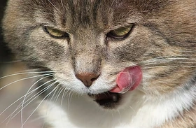 lick emote