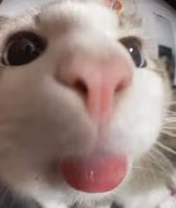 catbleh emote