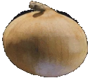 ONION emote