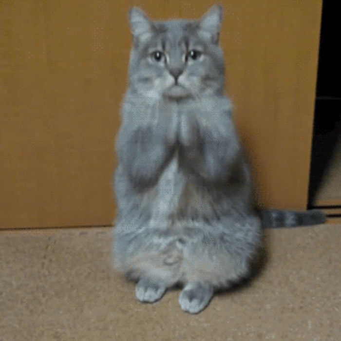 cat emote