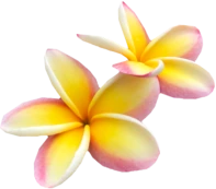 tropic_flower5 emote