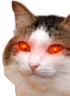 kiisu_lasereyes emote