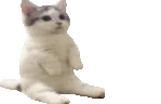 catsittingwithnocampfirebecausehedoesntknowhowtomakeone emote