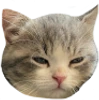 catMmmm emote