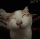 TooSilly emote