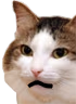 kiisu_surprised emote