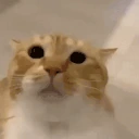 moo emote