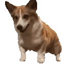 corgiDance animated emote