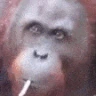 MonkeSmoke emote