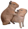 CapiHomie emote