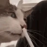 Cat_chomppp emote