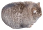 FatCat emote