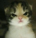 CatAngry emote