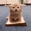 cat_sandwich emote