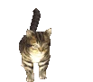 cat_spin emote