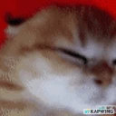 catshit emote