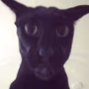 larry emote