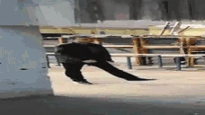 PapichWalk emote