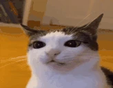 SchizoCat emote