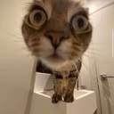 stare emote