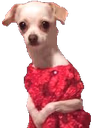 meekdog emote