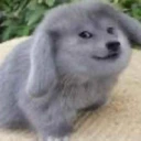 hi