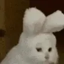 catNOD emote