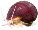 MysterySnail emote
