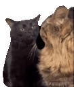 blackcatzoningout emote