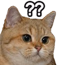 Z_Qs_Cat emote