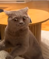 shocked_cat emote