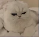 cat_angyy emote