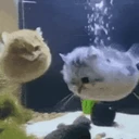 fish emote