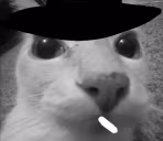 dosecatOppenheimer emote