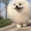 Fluffy_Ball_Running emote