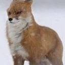wimdyFox emote