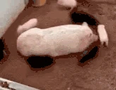 COGGERS emote