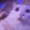 androCat emote