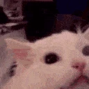catscream emote