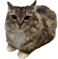 cat_chill emote