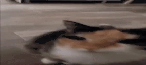aha9 emote