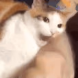 CE_CattoBite emote